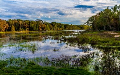 Why Choose ESE Partners for Wetlands Delineation?