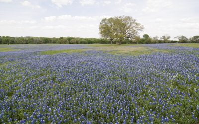 Environmental Consulting: What It Is and How ESE Partners Can Help You