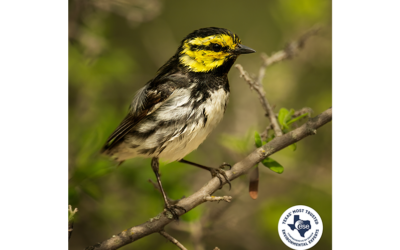 Did You Know? Endangered Species Review in Texas Starts with Habitat