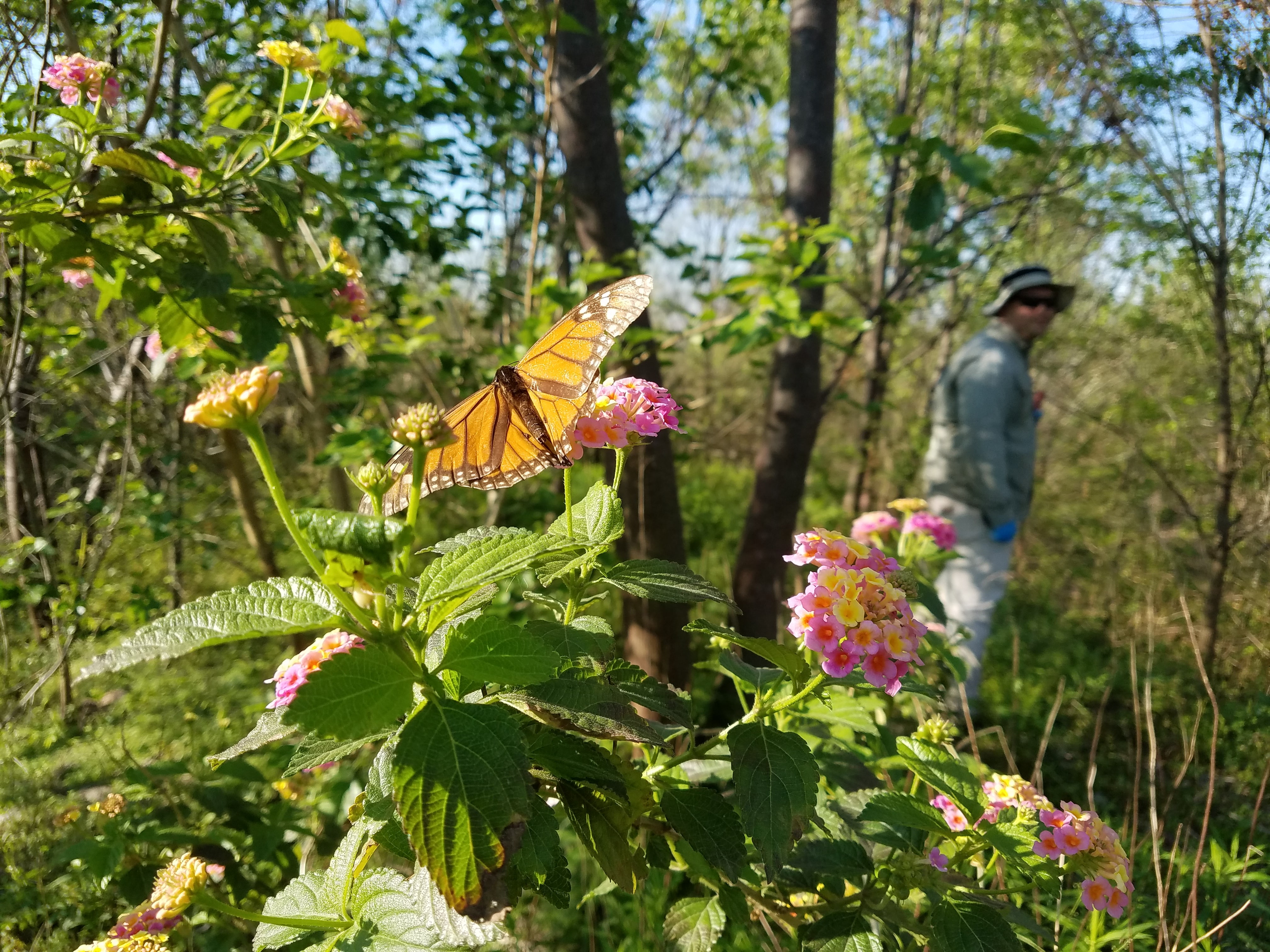 Butterfly on flowering plant in a wooded area with environmental compliance technician conducting fieldwork in the background