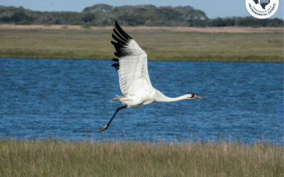 What the Rescission of the ESA “Harm” Definition Means for Natural Resources