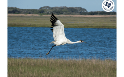 What the Rescission of the ESA “Harm” Definition Means for Natural Resources