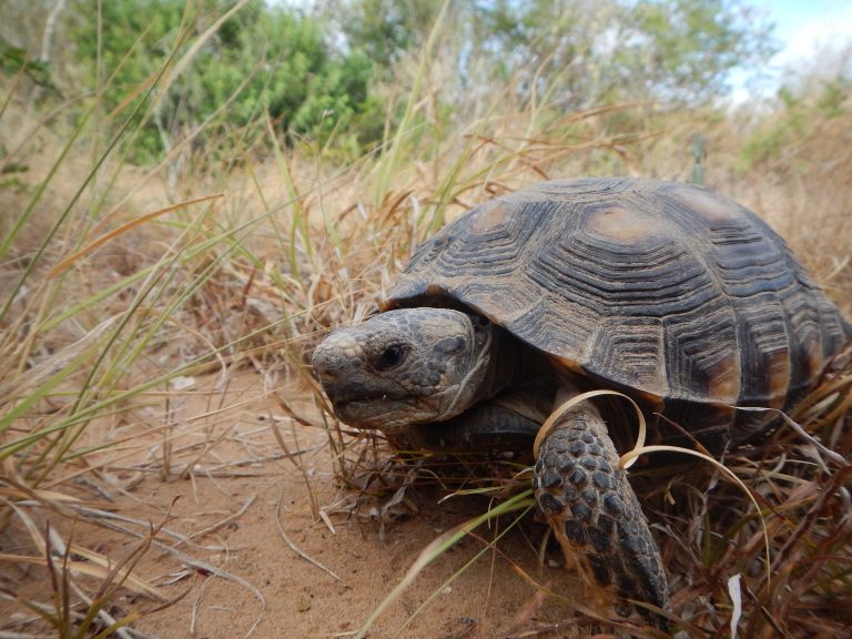 Texas Tortoise