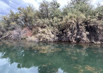 Municipal Lake Aquatic Vegetation Management and Regulatory Compliance in Carlsbad, New Mexico